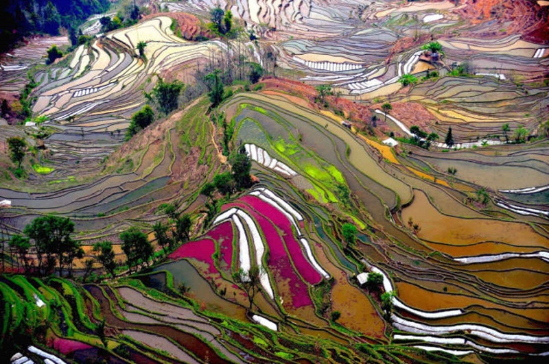 Campo de arroz na China.