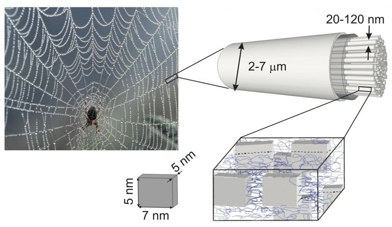 A microestrutura da teia de aranha que ajuda a transmitir os fônons — quasipartículas do som. (Imagem: Dirk Schneider)