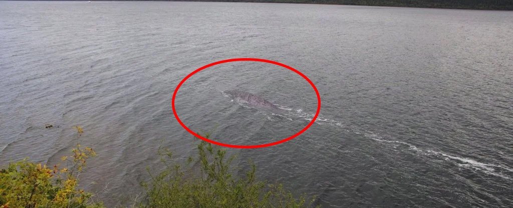 Google avista monstro de Loch Ness - Tecnologia - Correio da Manhã