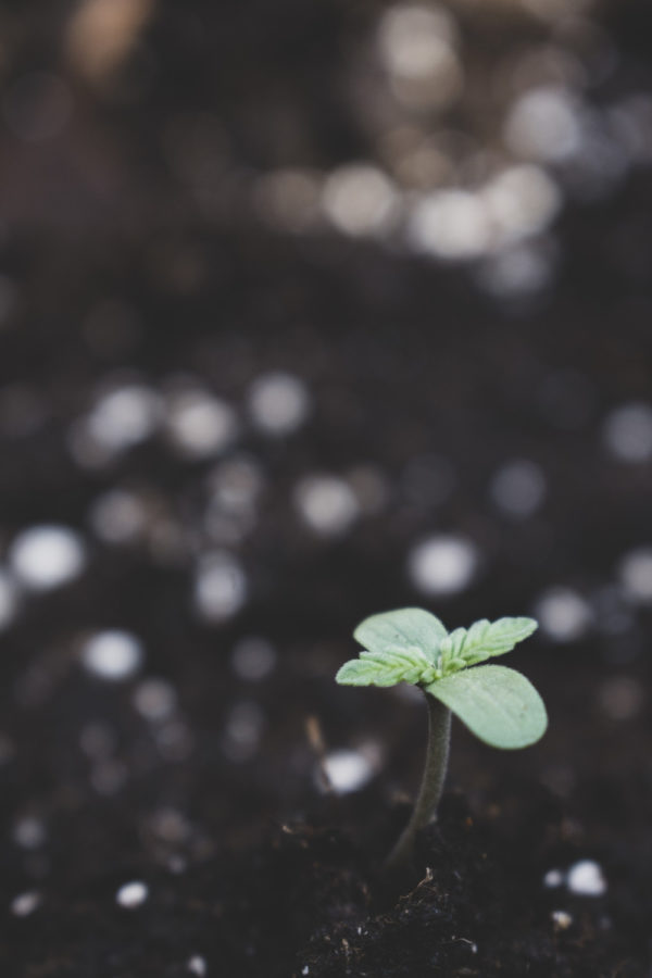 Imagem mostra planta crescendo para um artigo sobre o cultivo de grãos em solo lunar