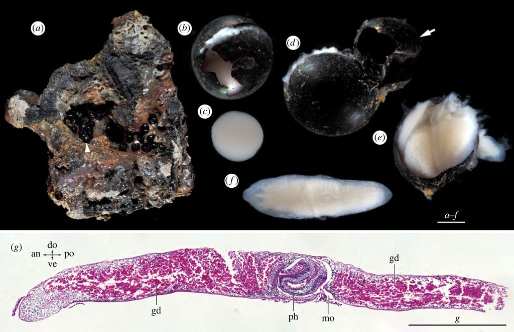Imagem mostra ovos pretos misteriosos de um verme para um artigo sobre o mesmo