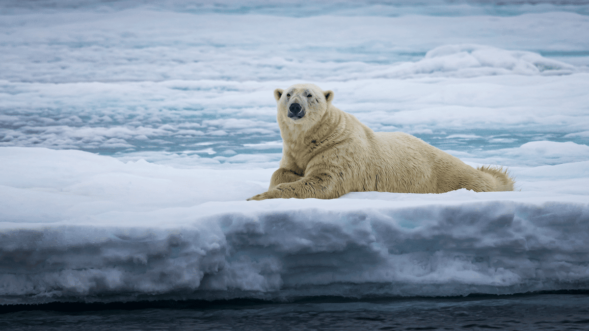 Imagem mostra urso polar para um artigo sobre sua ameaça de extinção devido ao aquecimento global
