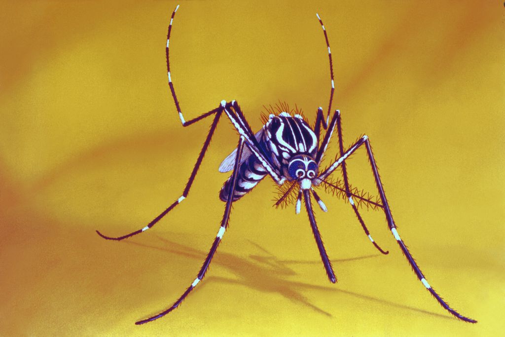 Imagem ilustra mosquito da dengue 